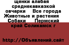 щенки алабая ( среднекавказкой овчарки) - Все города Животные и растения » Собаки   . Пермский край,Соликамск г.